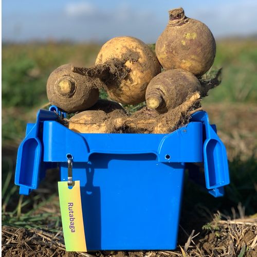 Photo de: Rutabaga